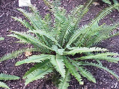 thumbnail polystichum munitum