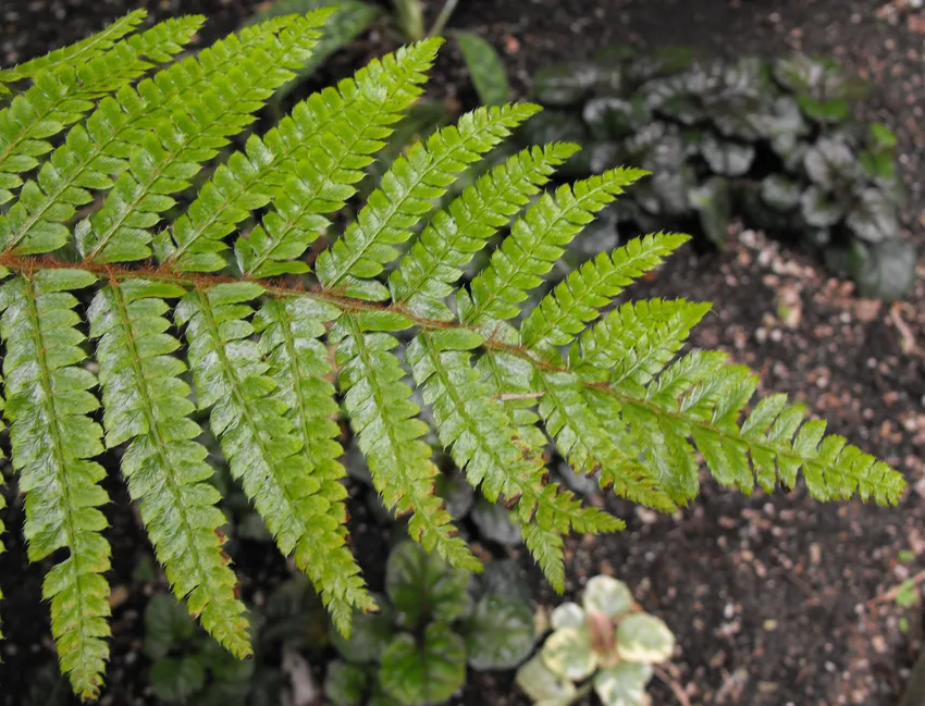 polystichum polyblepharum plant showing characteristic features