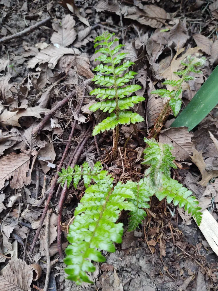 polystichum polyblepharum plant showing characteristic features