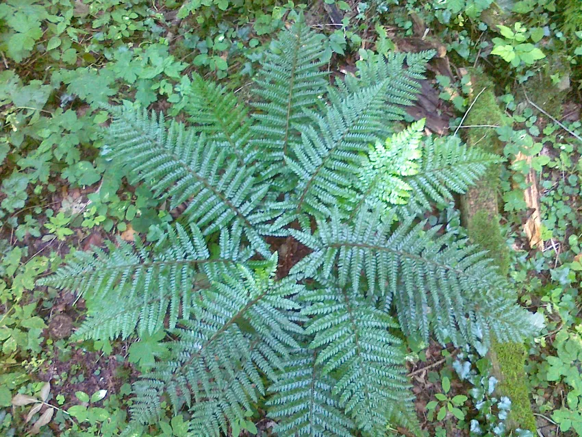 polystichum polyblepharum plant showing characteristic features