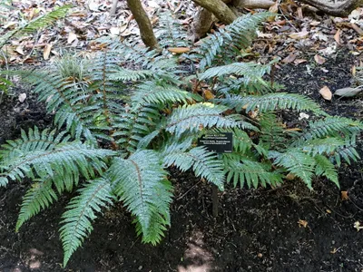 thumbnail polystichum polyblepharum