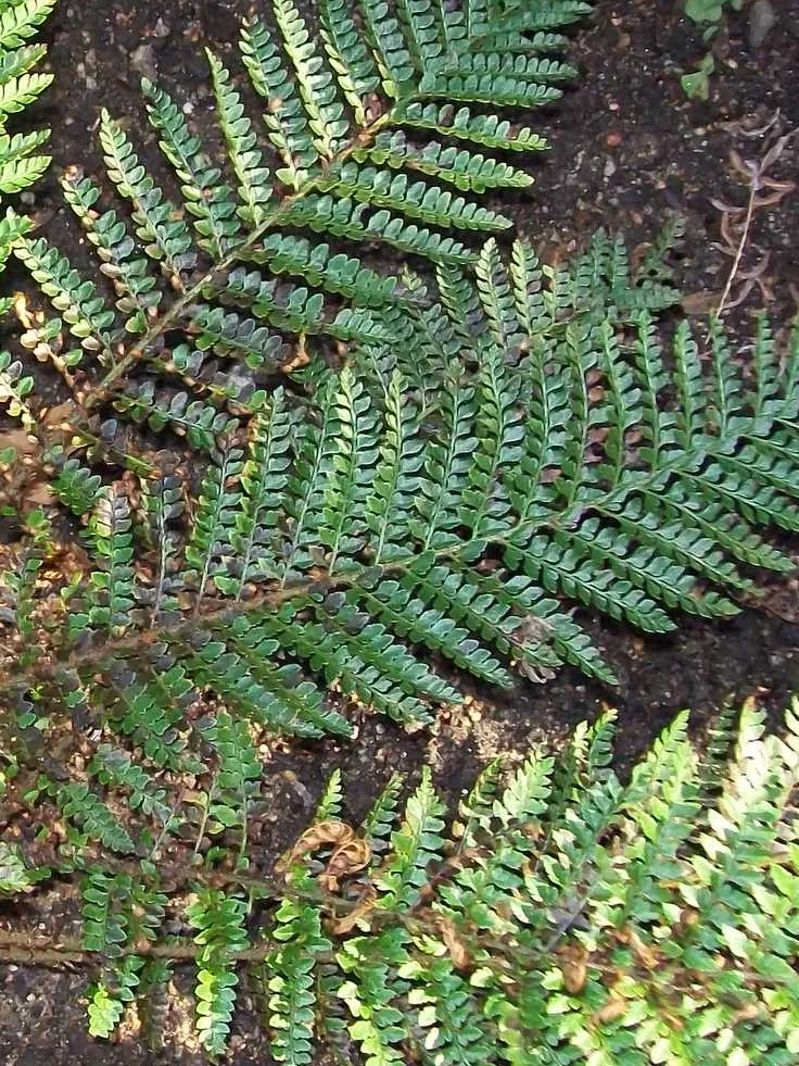 polystichum proliferum plant showing characteristic features