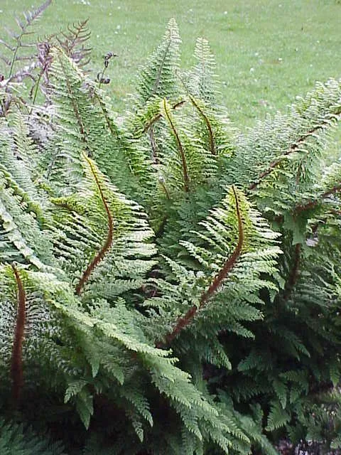 polystichum proliferum plant showing characteristic features
