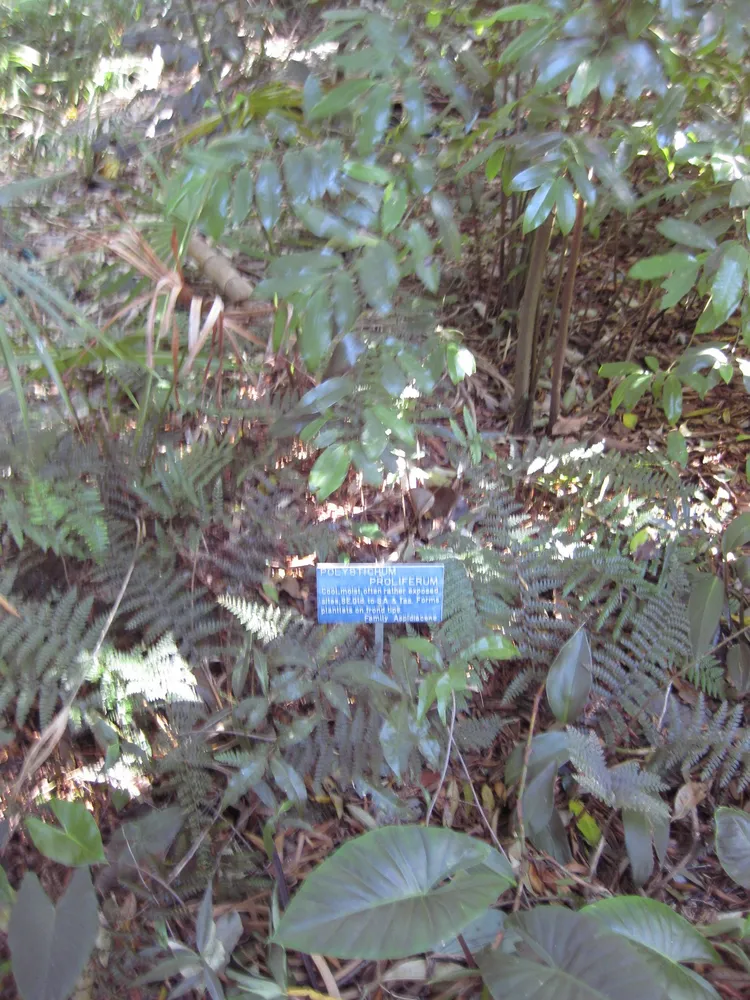 polystichum proliferum plant showing characteristic features