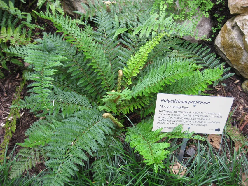 polystichum proliferum plant showing characteristic features