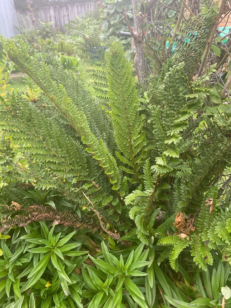 polystichum proliferum plant showing characteristic features