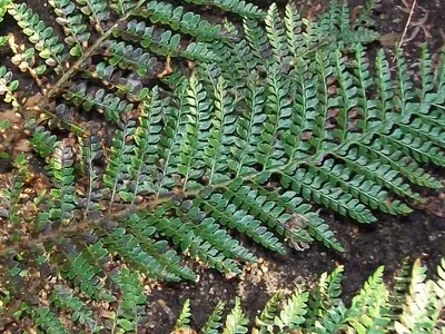 thumbnail polystichum proliferum