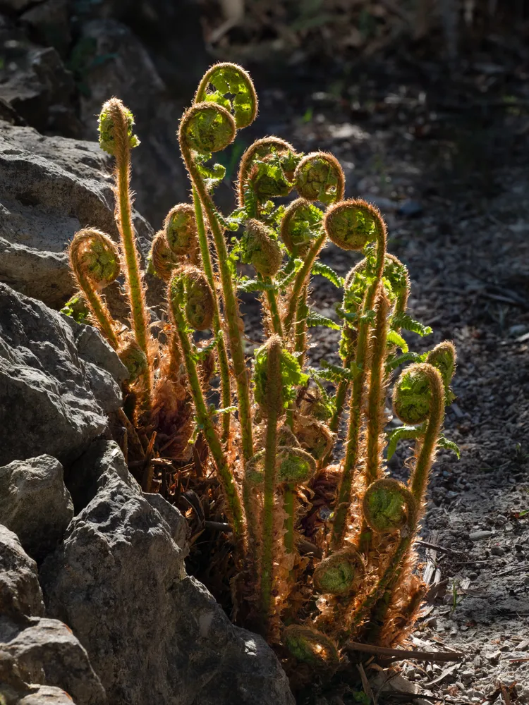 polystichum setiferum plant showing characteristic features