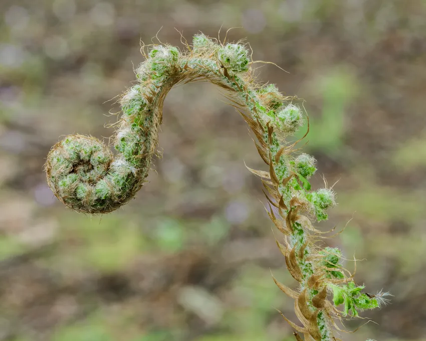 polystichum setiferum plant showing characteristic features