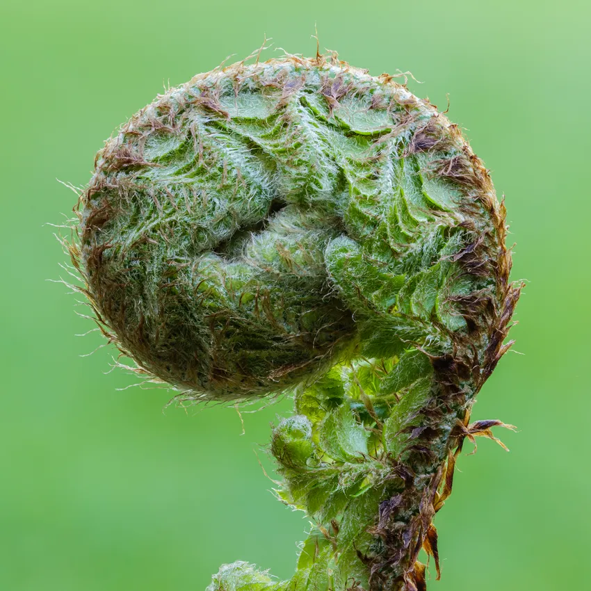 polystichum setiferum plant showing characteristic features