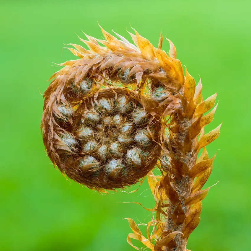 polystichum setiferum plant showing characteristic features