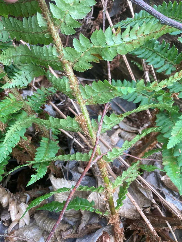 polystichum setiferum plant showing characteristic features