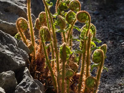 thumbnail polystichum setiferum