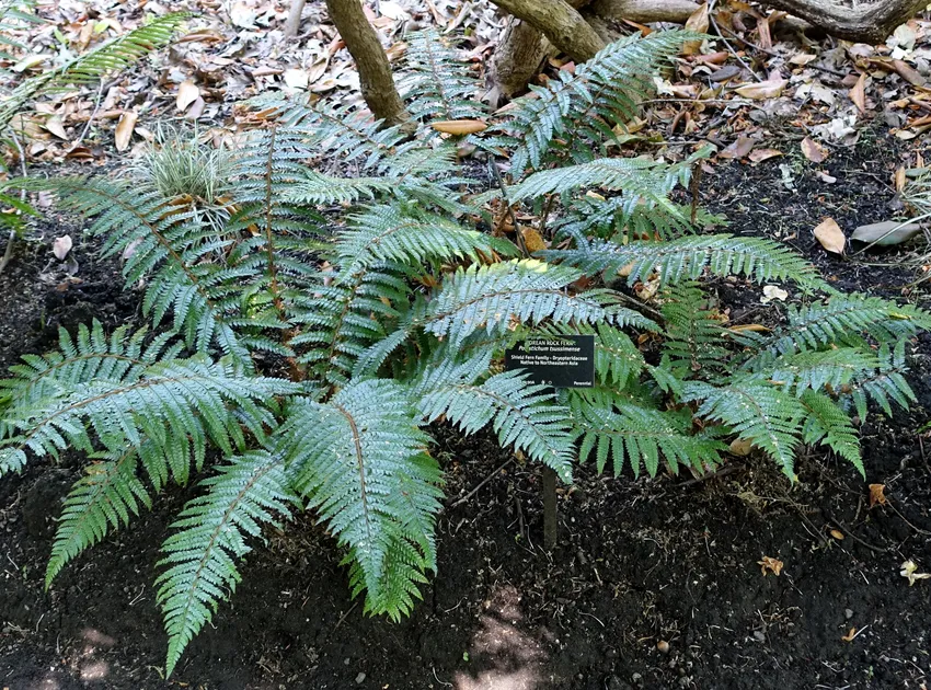 polystichum tsus-simense plant showing characteristic features