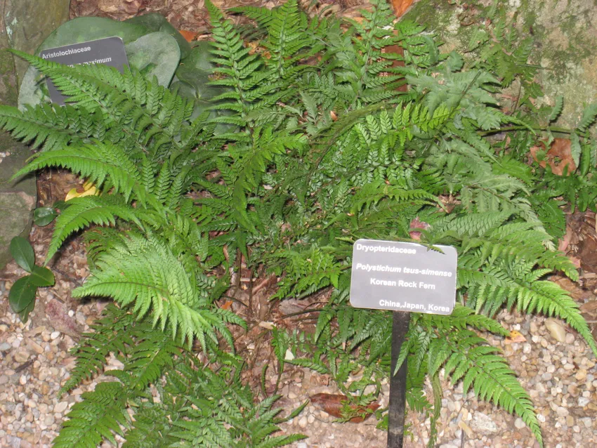 polystichum tsus-simense plant showing characteristic features