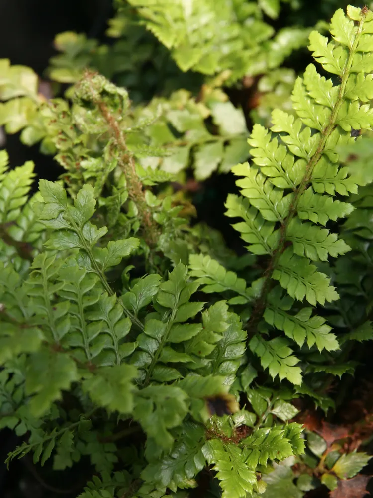 polystichum tsus-simense plant showing characteristic features