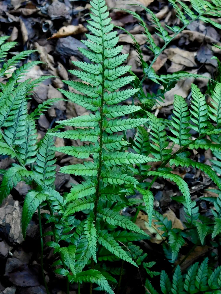 polystichum tsus-simense plant showing characteristic features