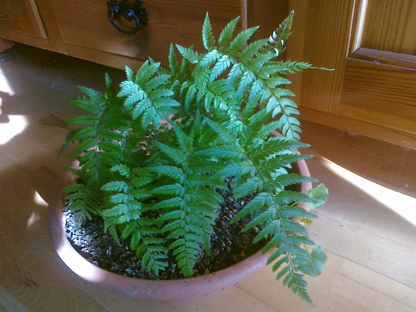 polystichum tsus-simense plant showing characteristic features