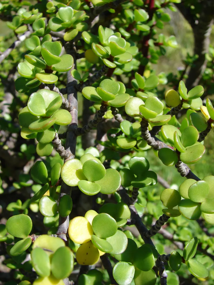 portulacaria afra plant showing characteristic features