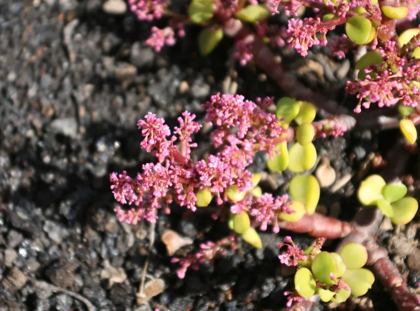 portulacaria afra plant showing characteristic features