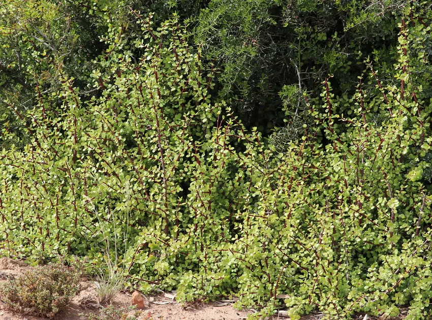 portulacaria afra plant showing characteristic features