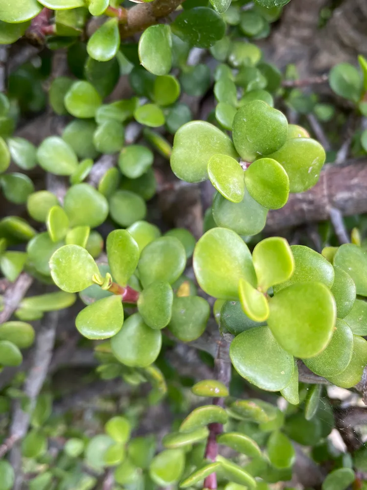 portulacaria afra plant showing characteristic features