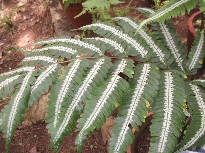 pteris argyraea plant showing characteristic features