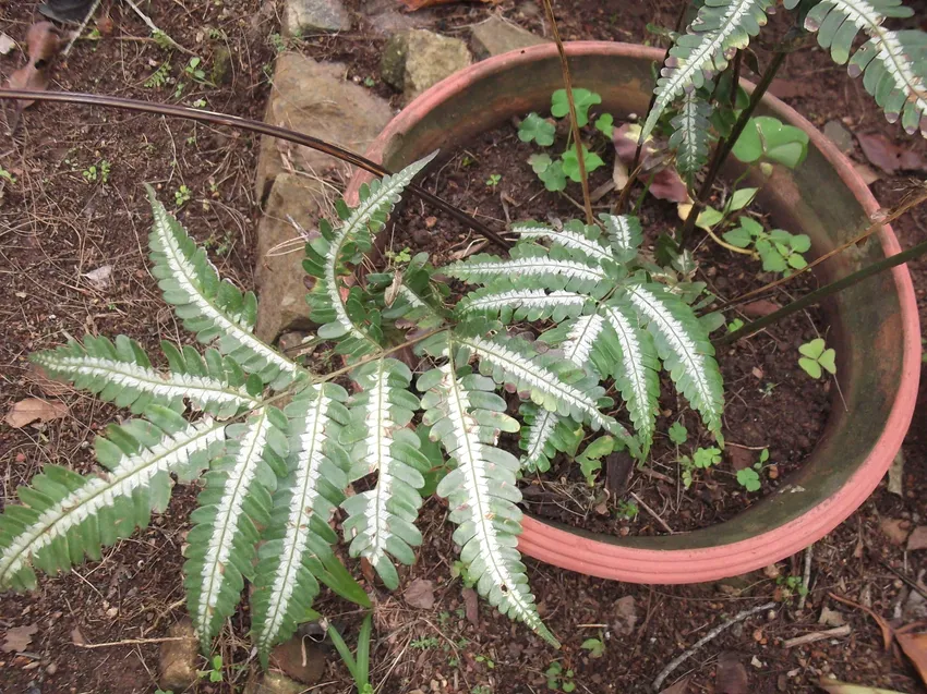 pteris argyraea plant showing characteristic features