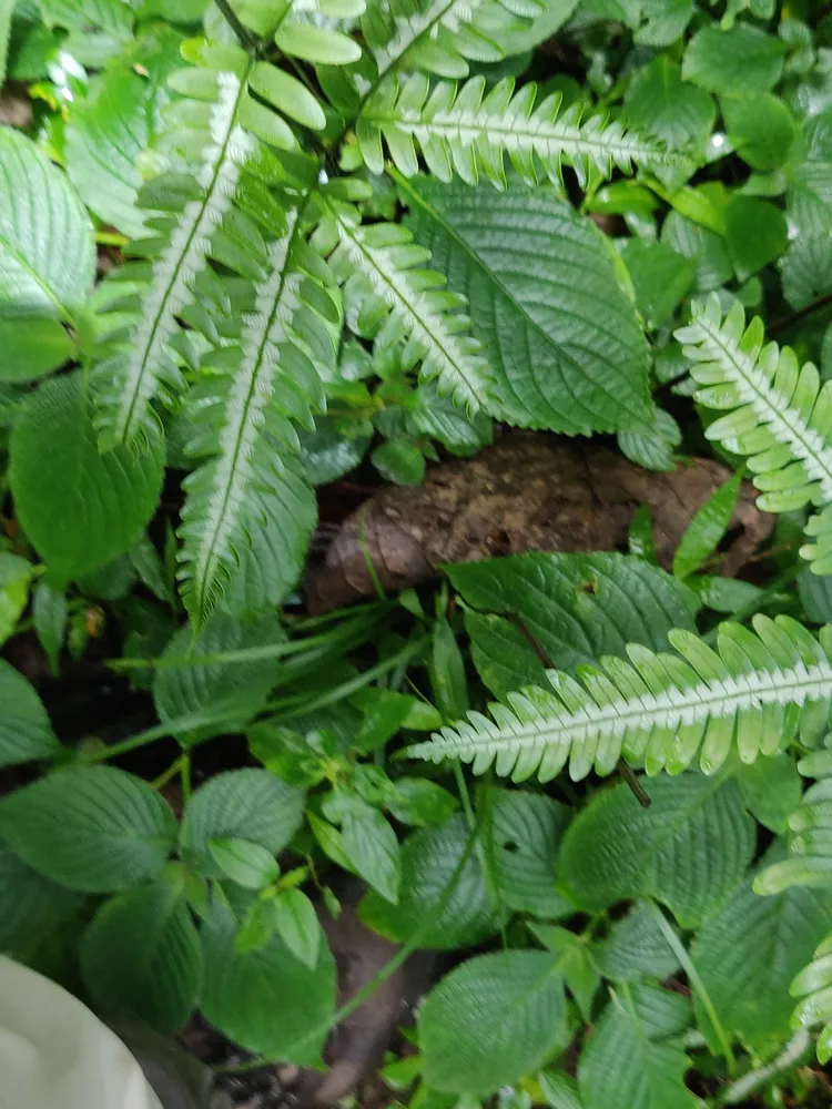 pteris argyraea plant showing characteristic features