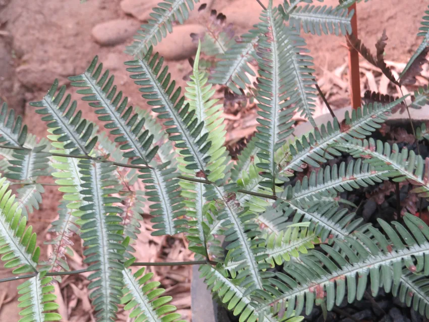 pteris argyraea plant showing characteristic features