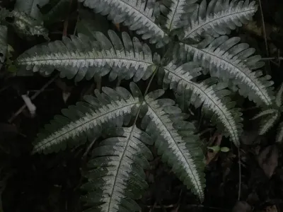 thumbnail pteris argyraea