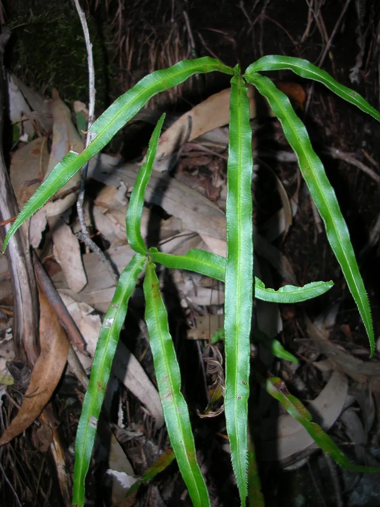 pteris cretica plant showing characteristic features