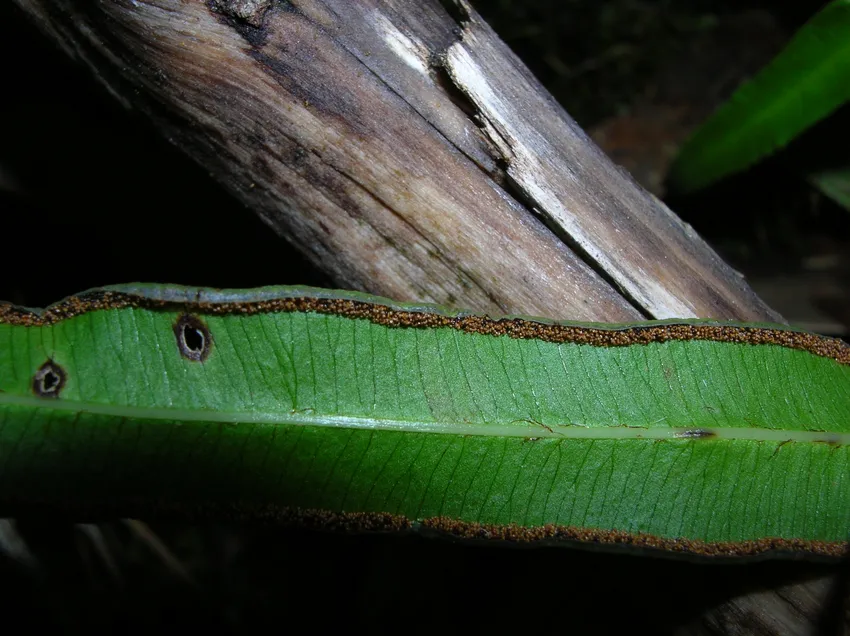 pteris cretica plant showing characteristic features