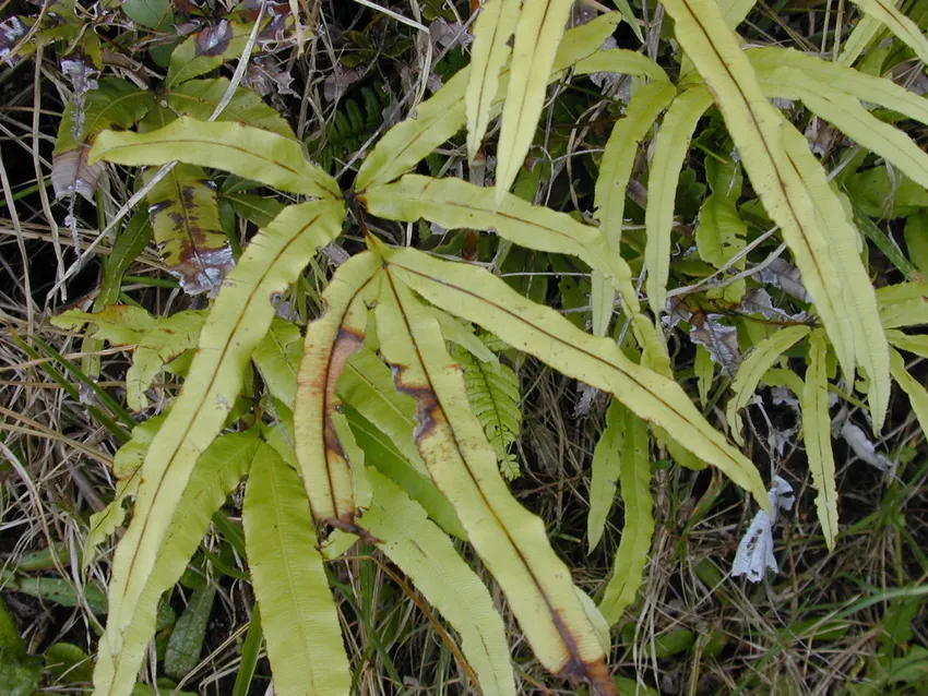 pteris cretica plant showing characteristic features