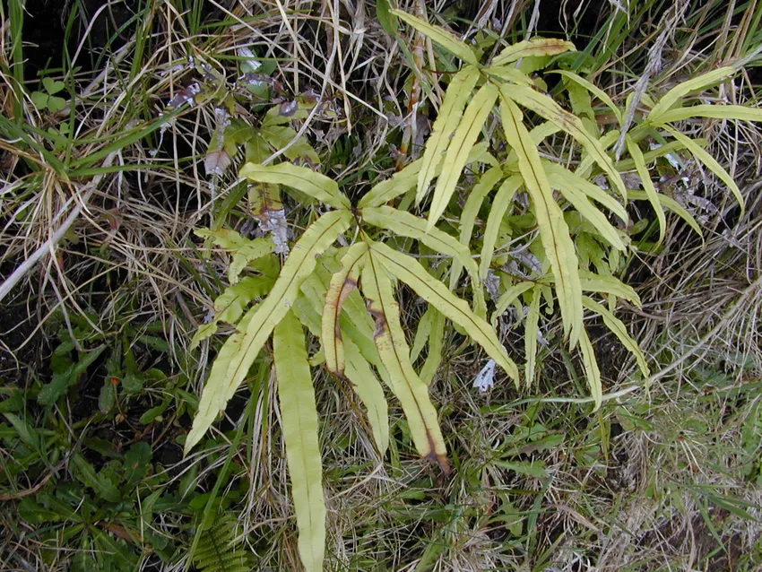 pteris cretica plant showing characteristic features