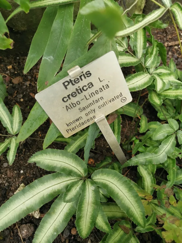 pteris cretica plant showing characteristic features