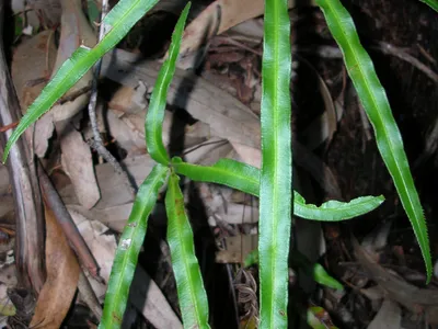 thumbnail pteris cretica