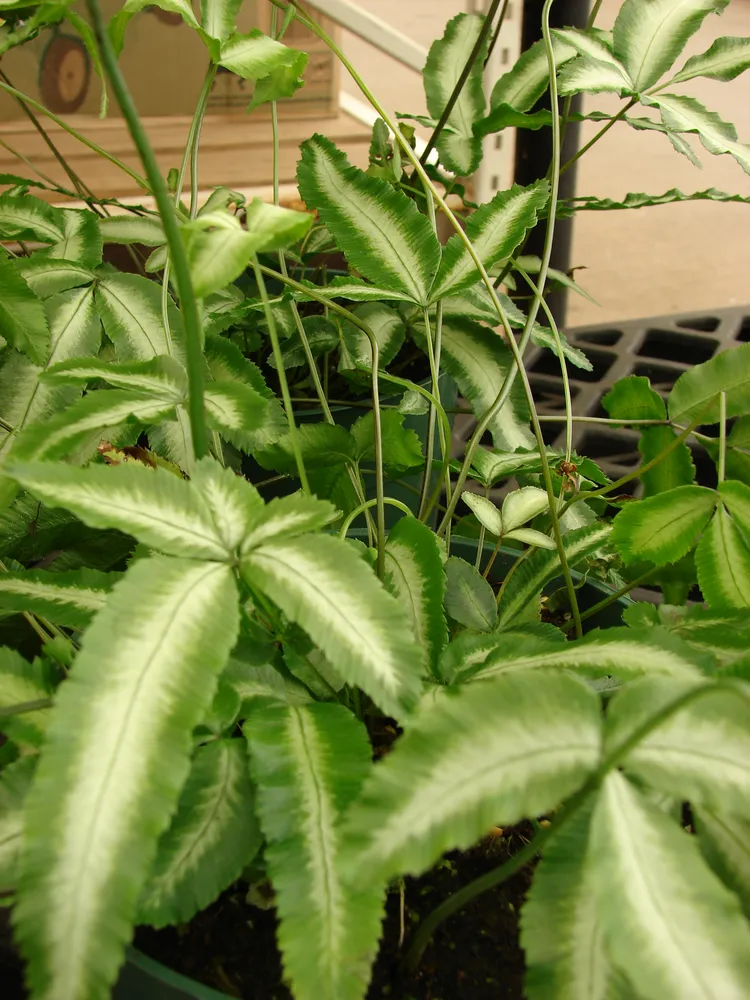 pteris ensiformis plant showing characteristic features
