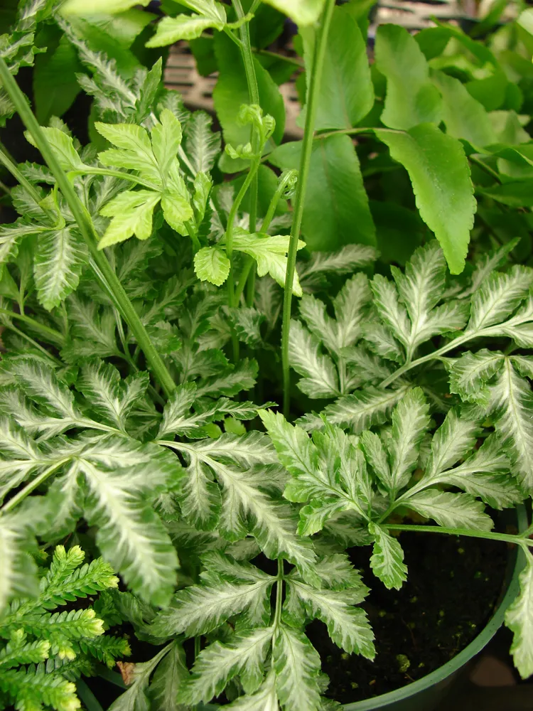 pteris ensiformis plant showing characteristic features