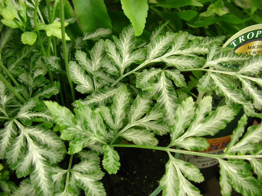 pteris ensiformis plant showing characteristic features