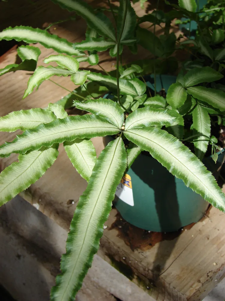 pteris ensiformis plant showing characteristic features
