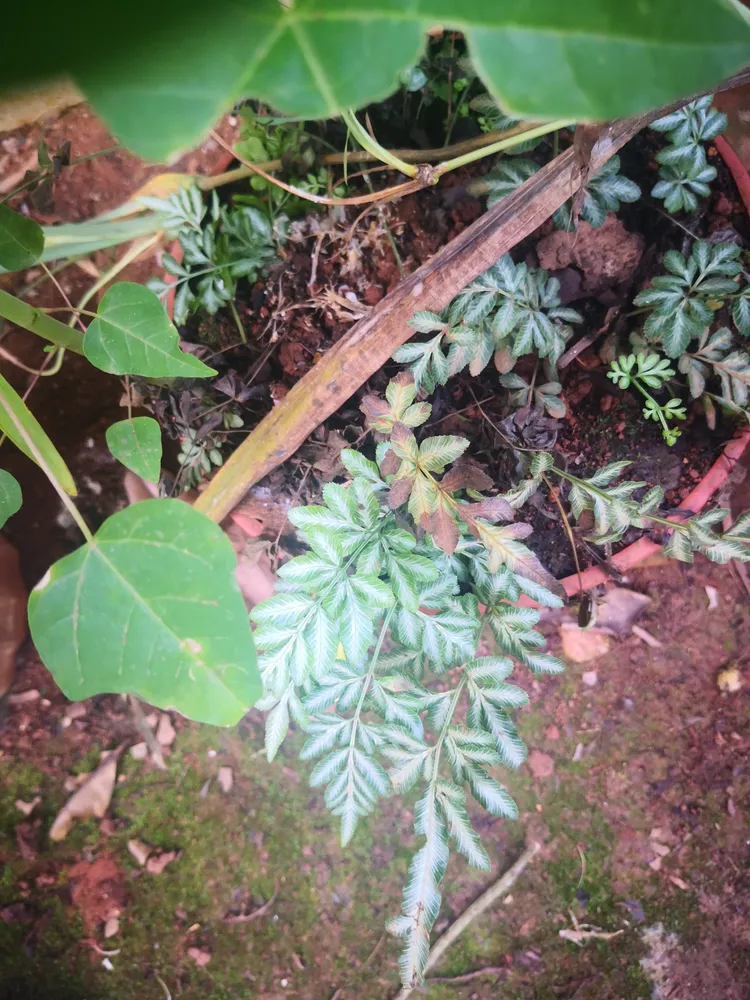 pteris ensiformis plant showing characteristic features