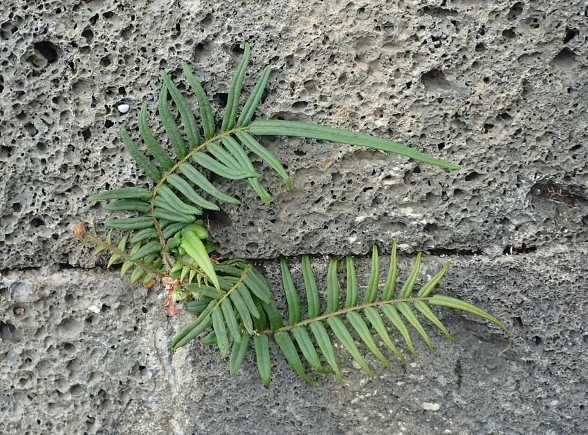 pteris longifolia plant showing characteristic features