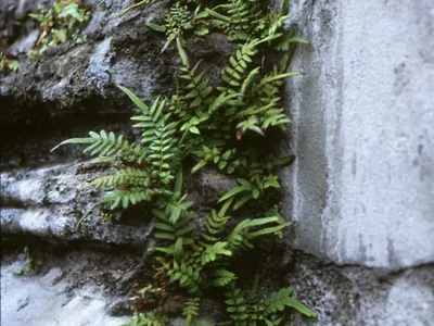 thumbnail pteris longifolia