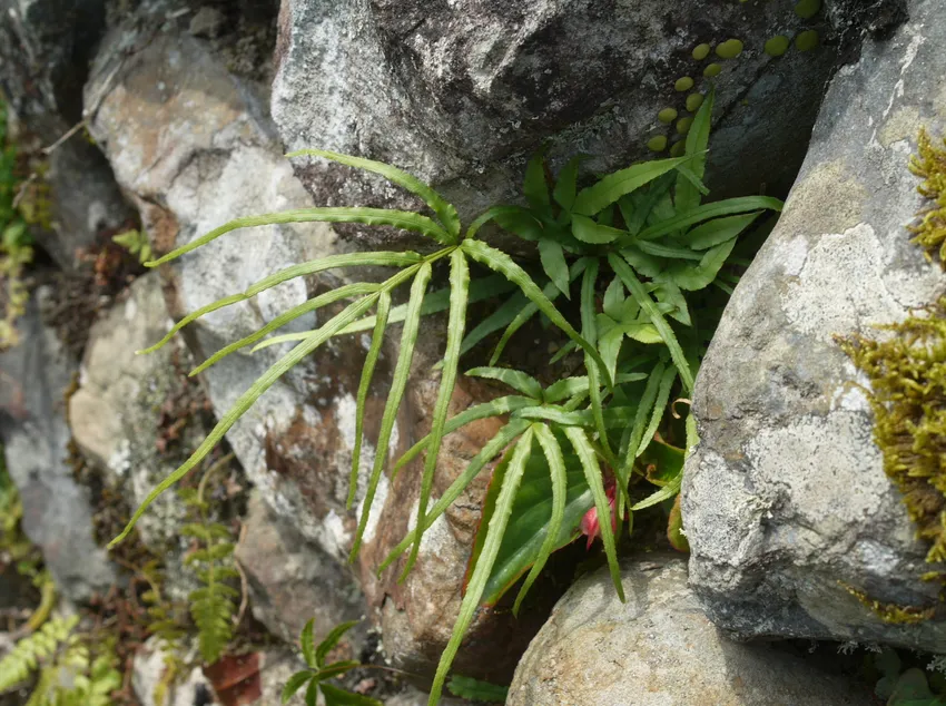pteris multifida plant showing characteristic features