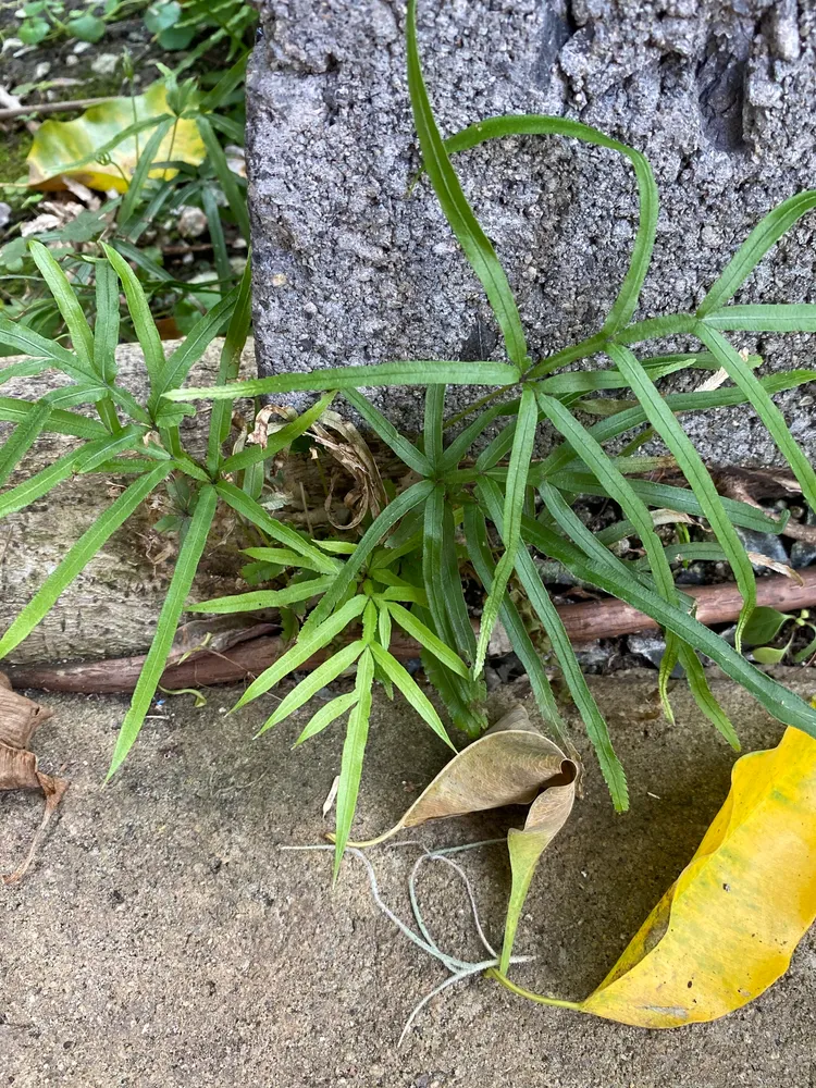 pteris multifida plant showing characteristic features