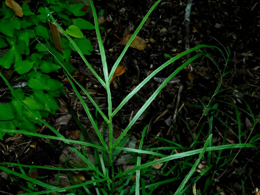 pteris multifida plant showing characteristic features