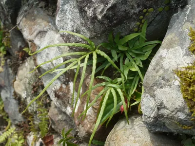 thumbnail pteris multifida
