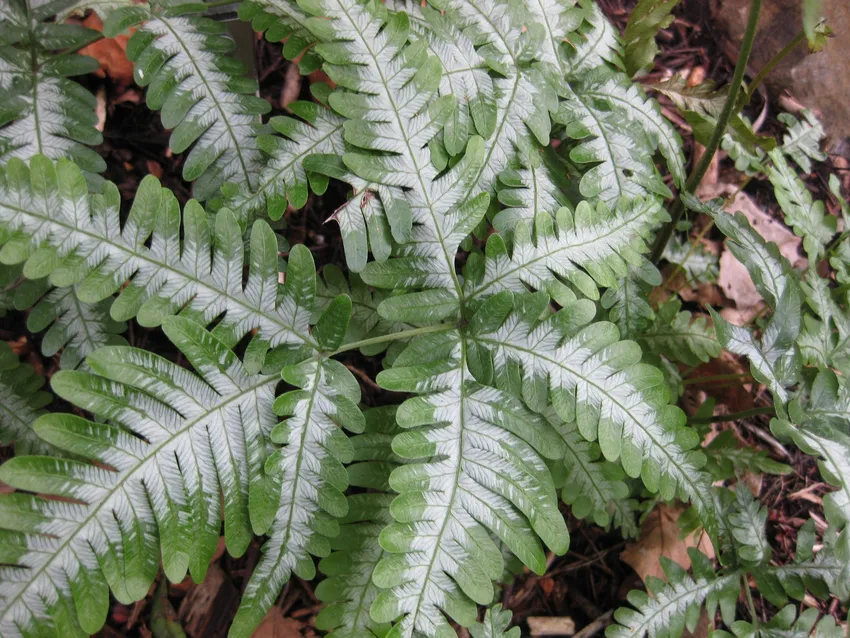 pteris quadriaurita plant showing characteristic features