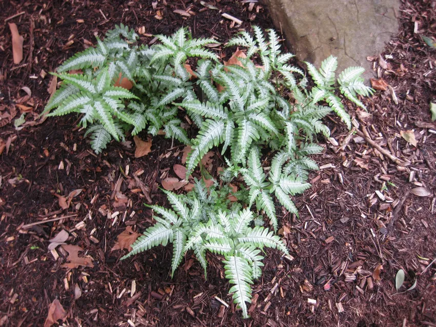 pteris quadriaurita plant showing characteristic features